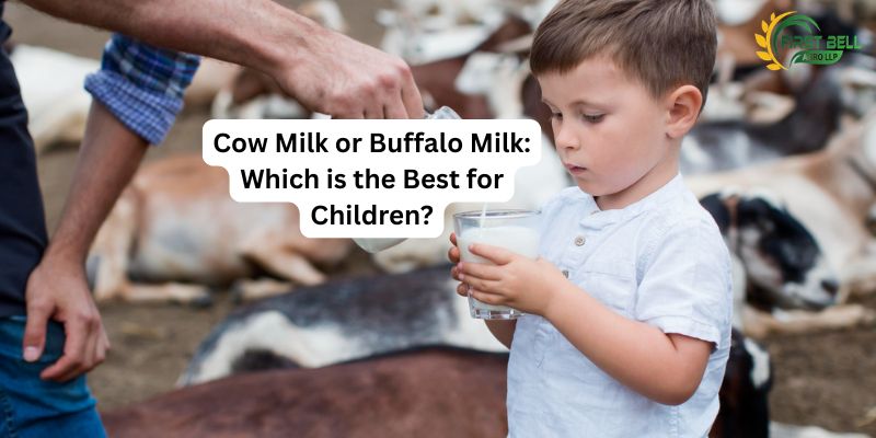 A2 milk supplier in Jamshedpur Cow Milk or Buffalo Milk: Which is the Best for Children?