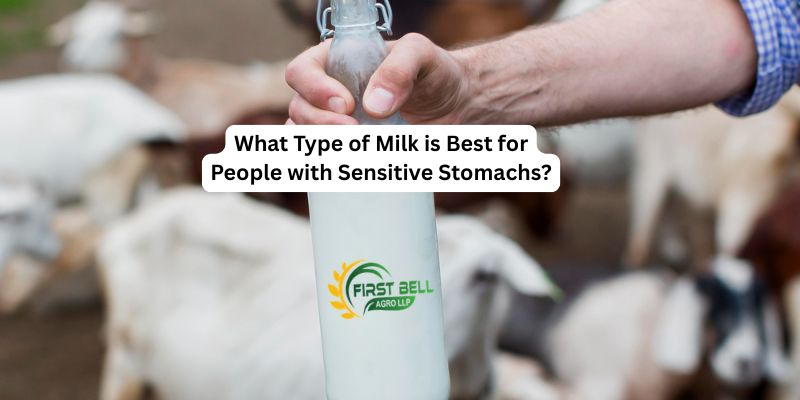 What Type of Milk is Best for People with Sensitive Stomachs?